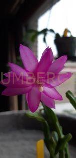Schlumbergera 'Iko'