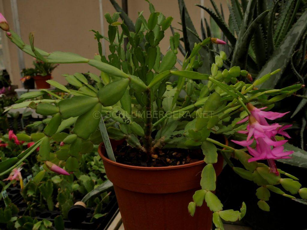 Schlumbergera 'Little Darlin'