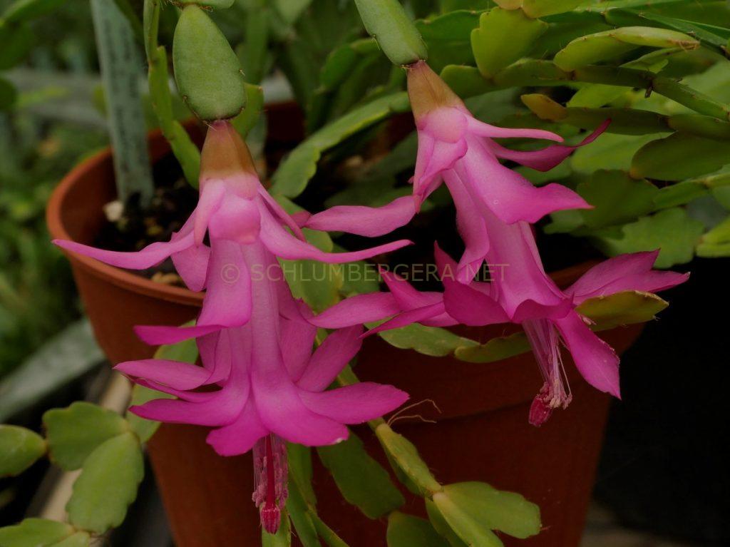 Schlumbergera 'Little Darlin'