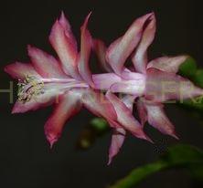 Schlumbergera 'Westraliana Anjelka's Pride'