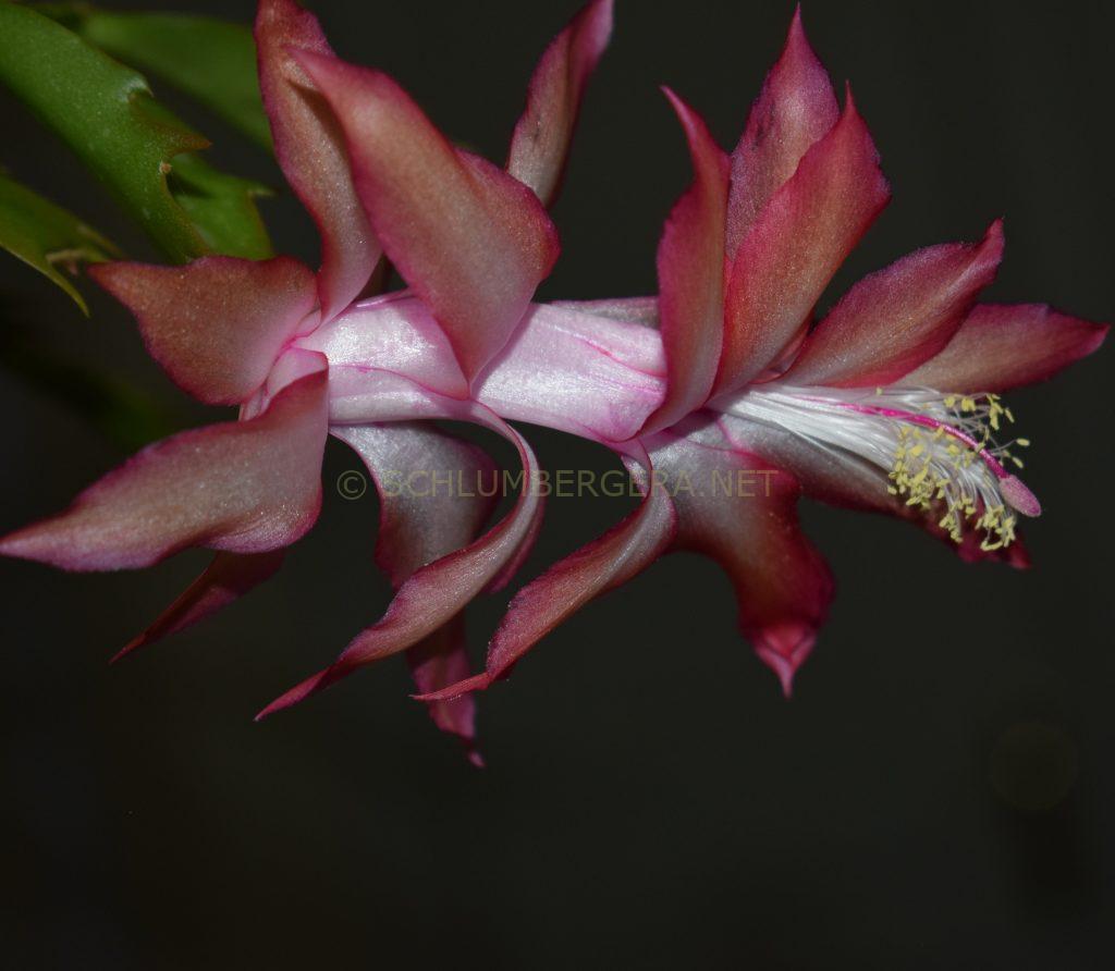 Schlumbergera 'Westraliana Anjelka's Pride'