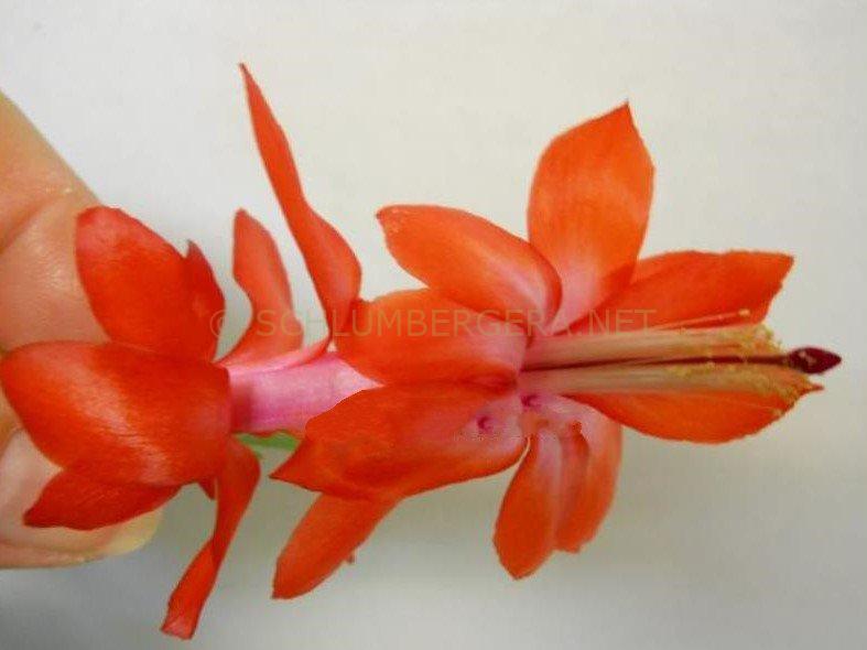 Schlumbergera 'Thor Alise'