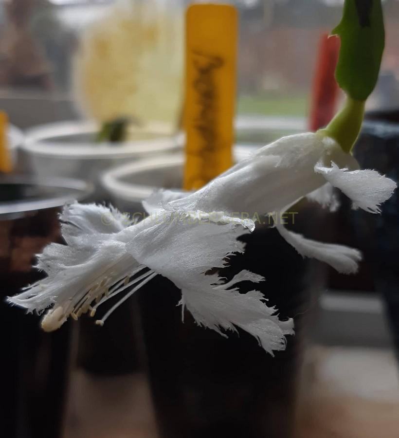 Schlumbergera 'White Flamenco'