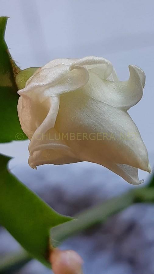 Schlumbergera 'White Rose'