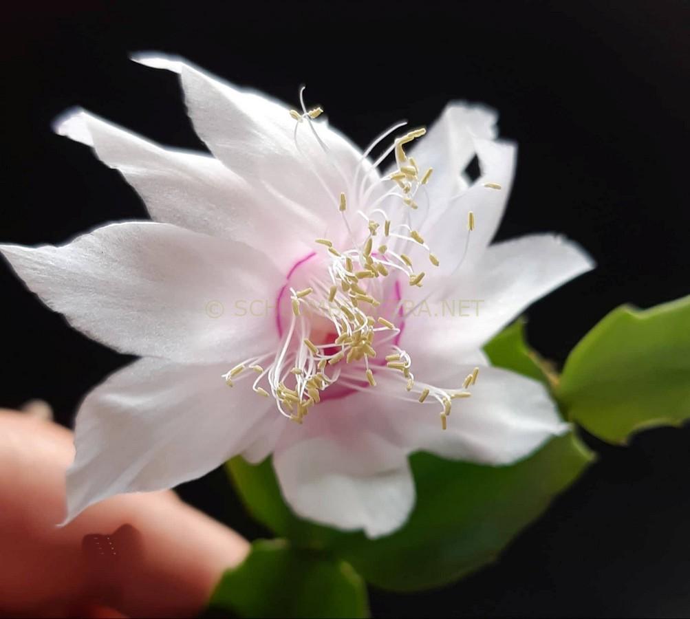 Schlumbergera 'White Rose'