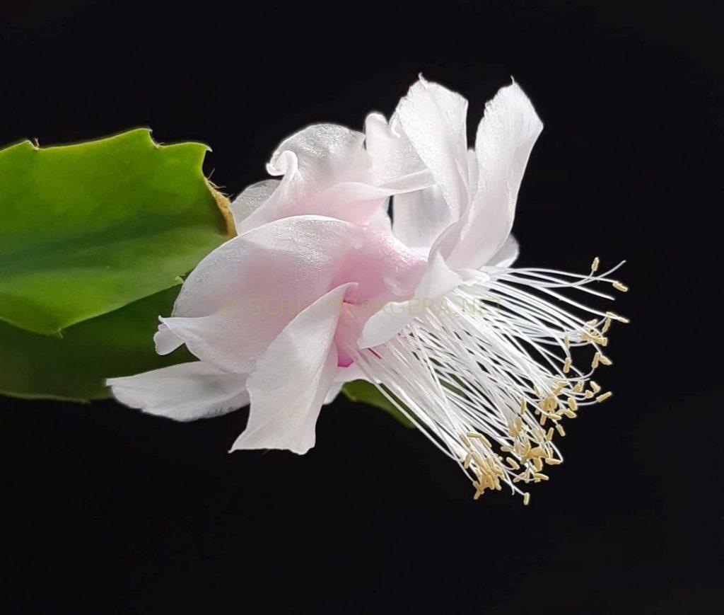 Schlumbergera 'White Rose'