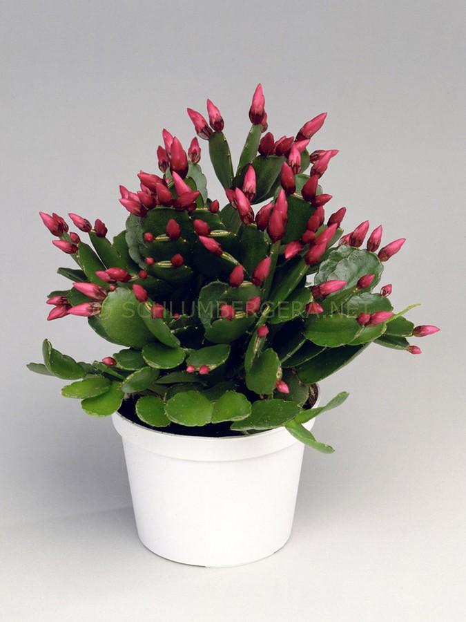 Rhipsalidopsis 'Phoenix'