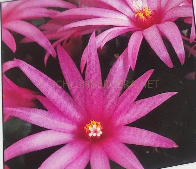 Rhipsalidopsis 'Purple Pride'