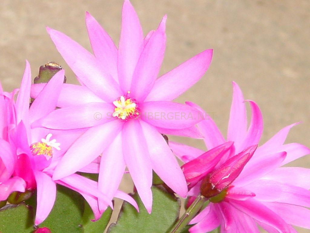 Rhipsalidopsis 'Purple Pride'