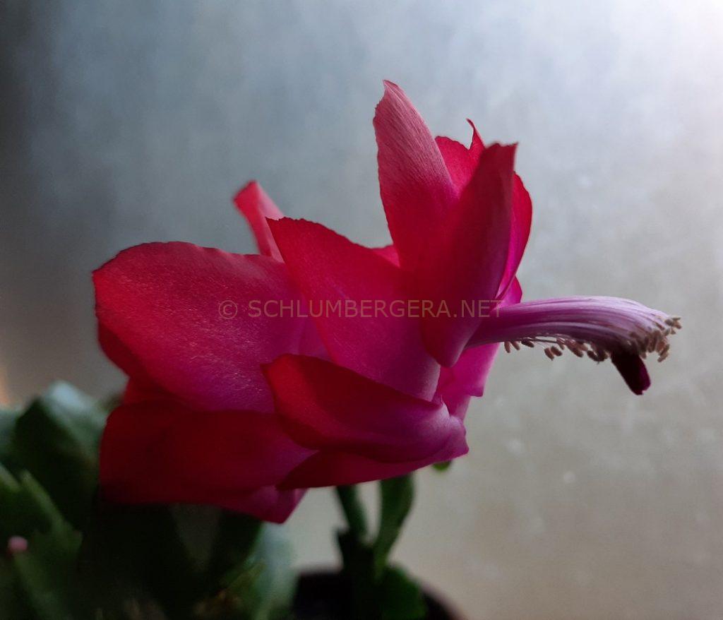 Schlumbergera 'Color Spectable'