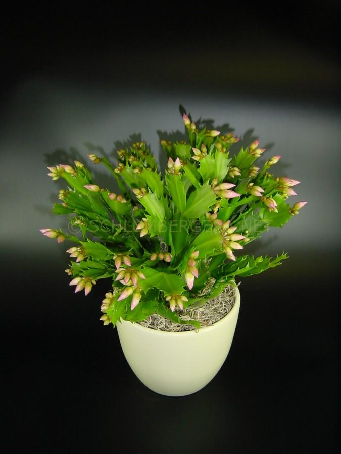Schlumbergera 'Eva'