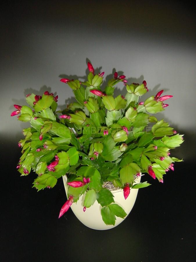 Schlumbergera 'Exotic Dancer'