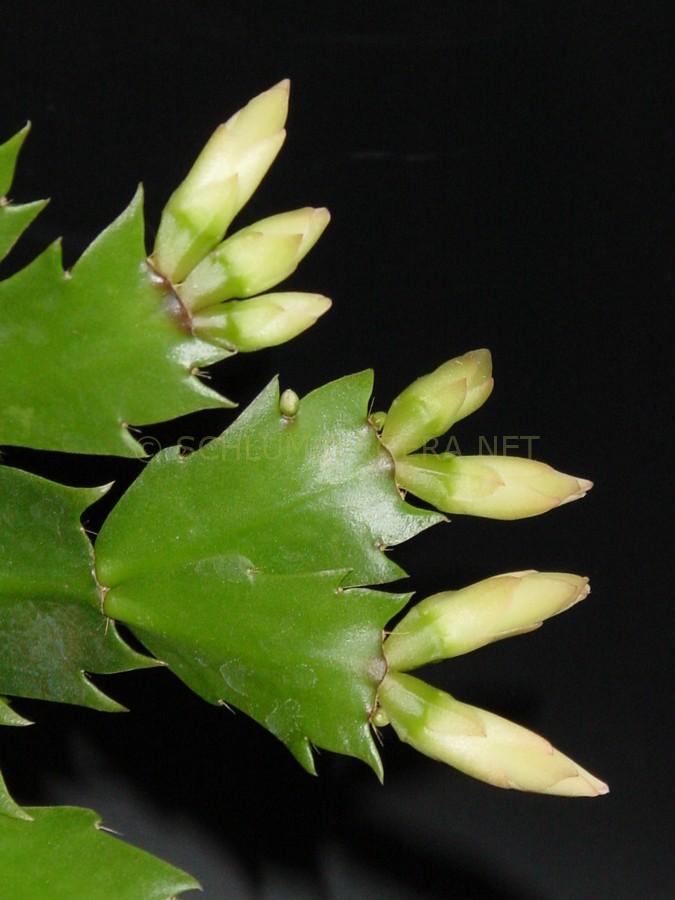 Schlumbergera 'Golden Dancer'