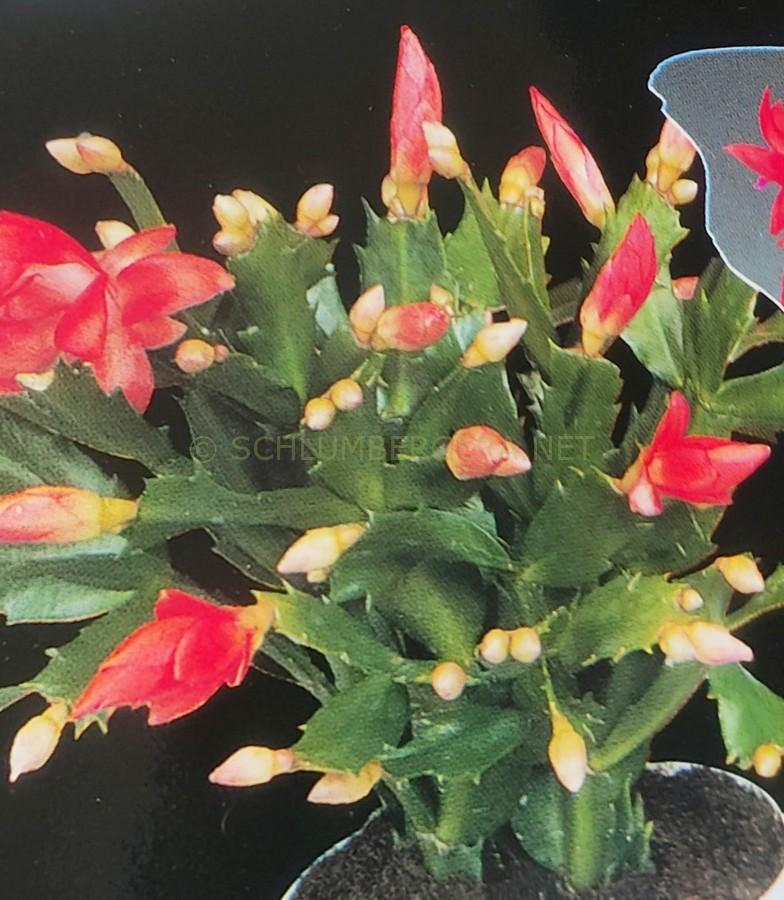 Schlumbergera 'Ilona'