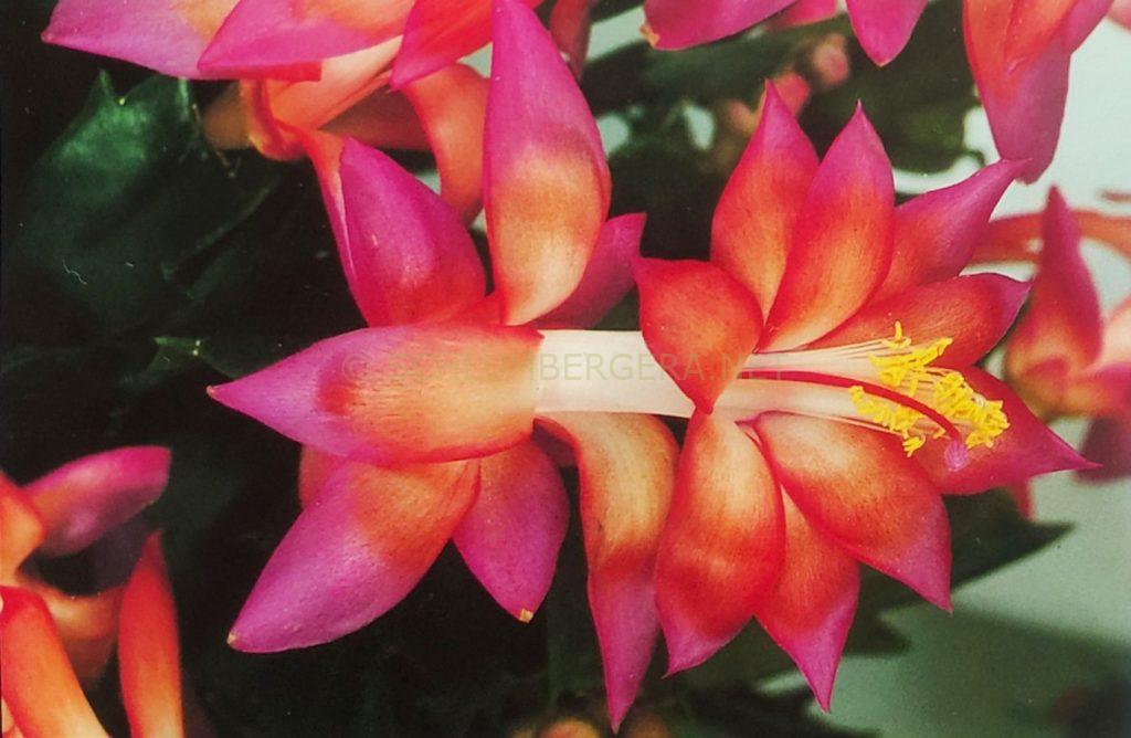 Schlumbergera 'Linda'