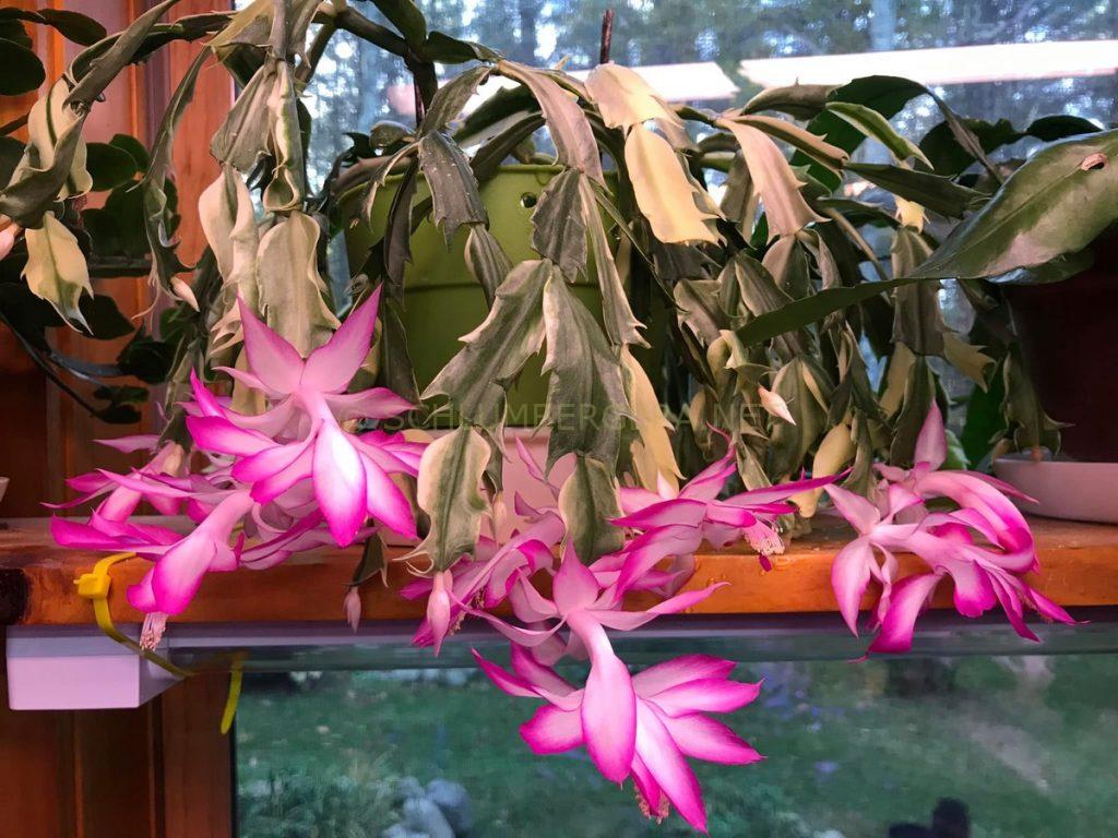 Schlumbergera 'Madame Butterfly Variegated'