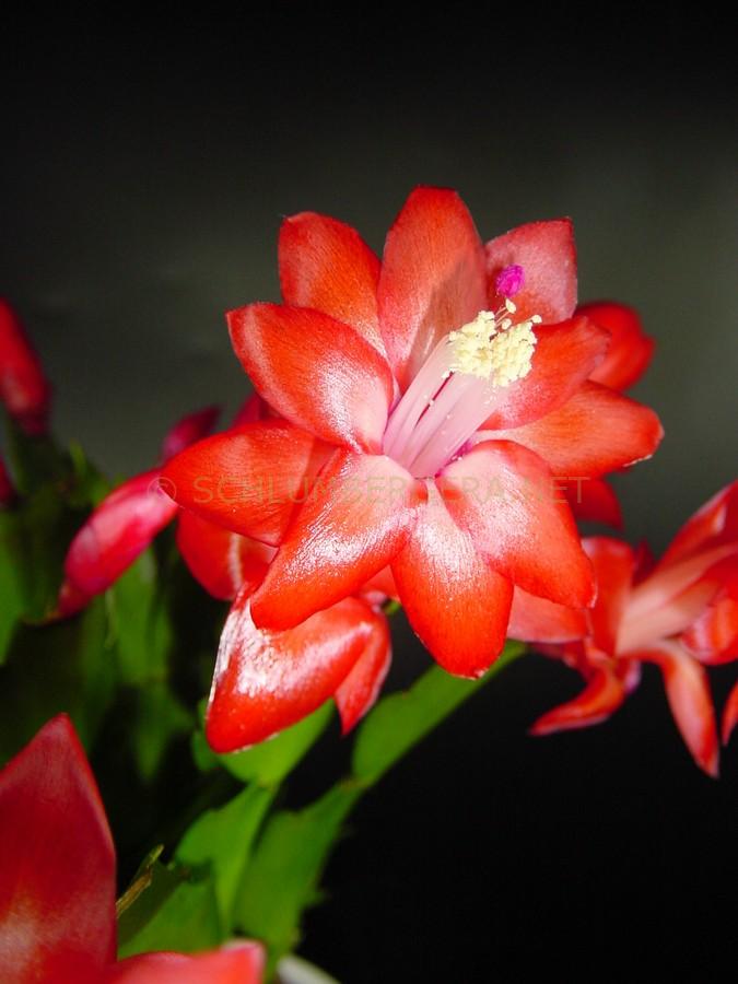 Schlumbergera 'Malindi'