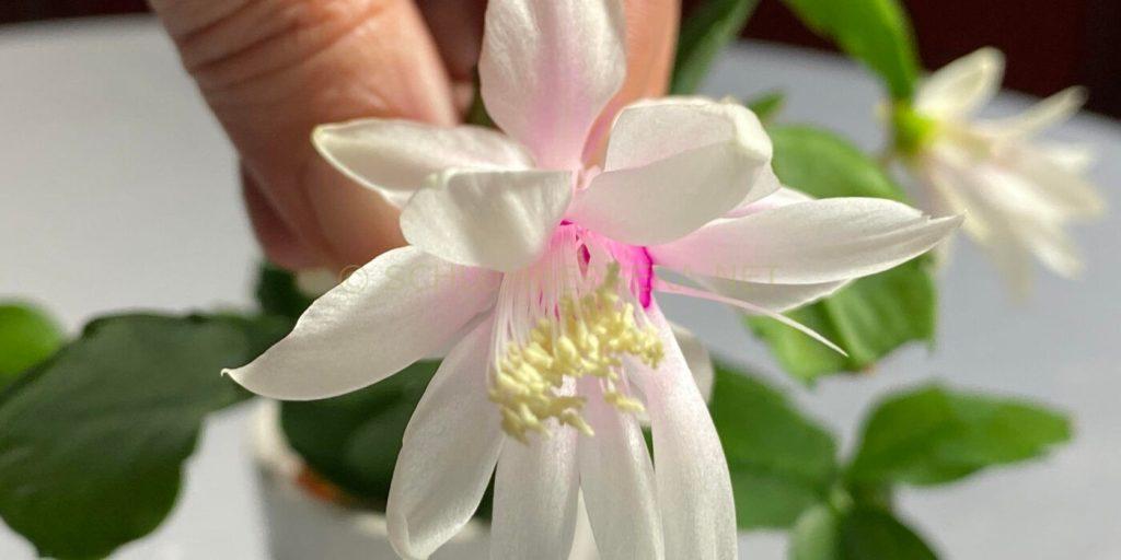 Schlumbergera 'Petit Diamond'