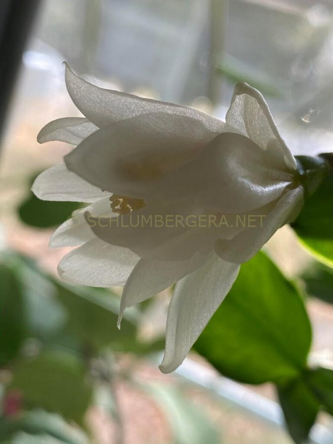 Schlumbergera 'Petit Diamond'