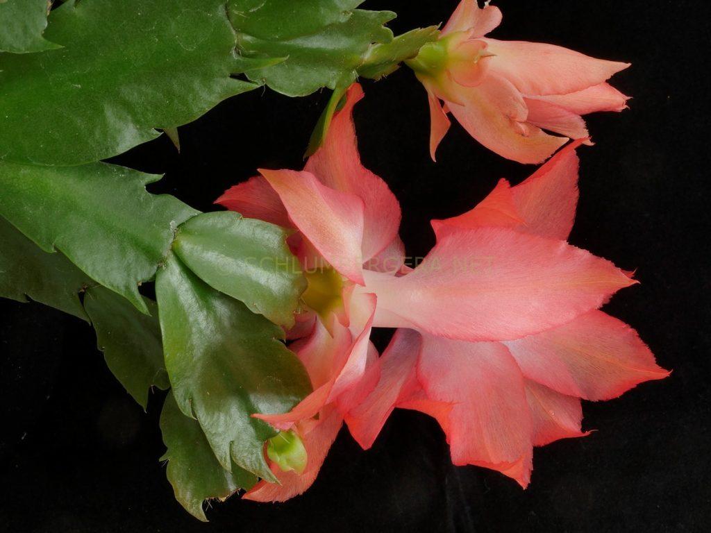 Schlumbergera 'Queen Máxima'