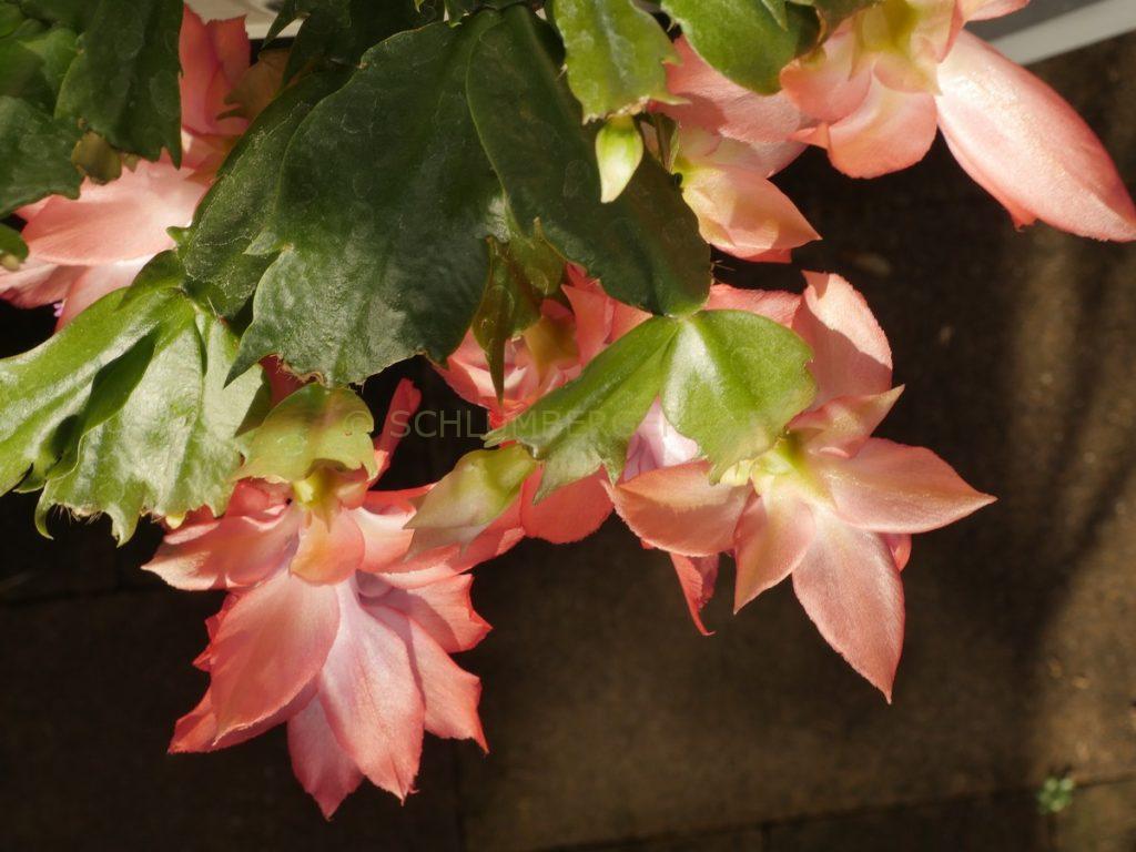 Schlumbergera 'Queen Máxima'