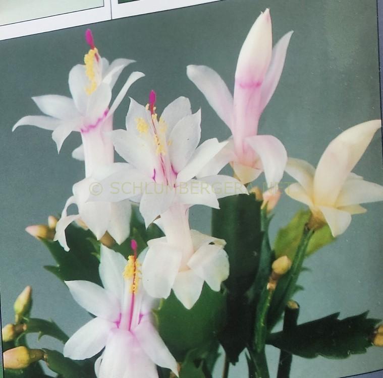 Schlumbergera 'Snowflake'
