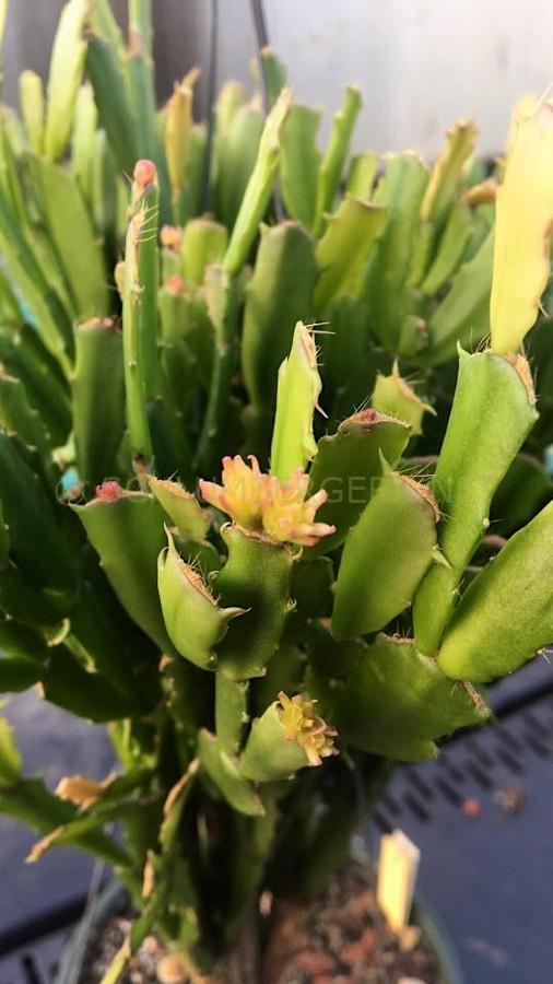 Schlumbergera 'Starburst'