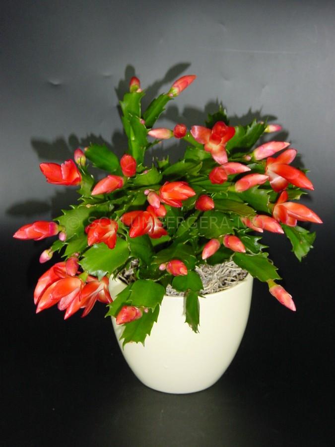 Schlumbergera 'Stephanie'