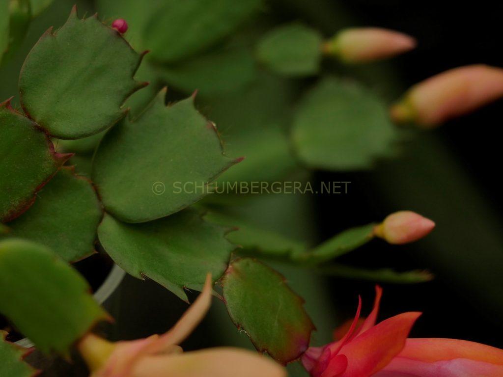 Schlumbergera 'Wouter'