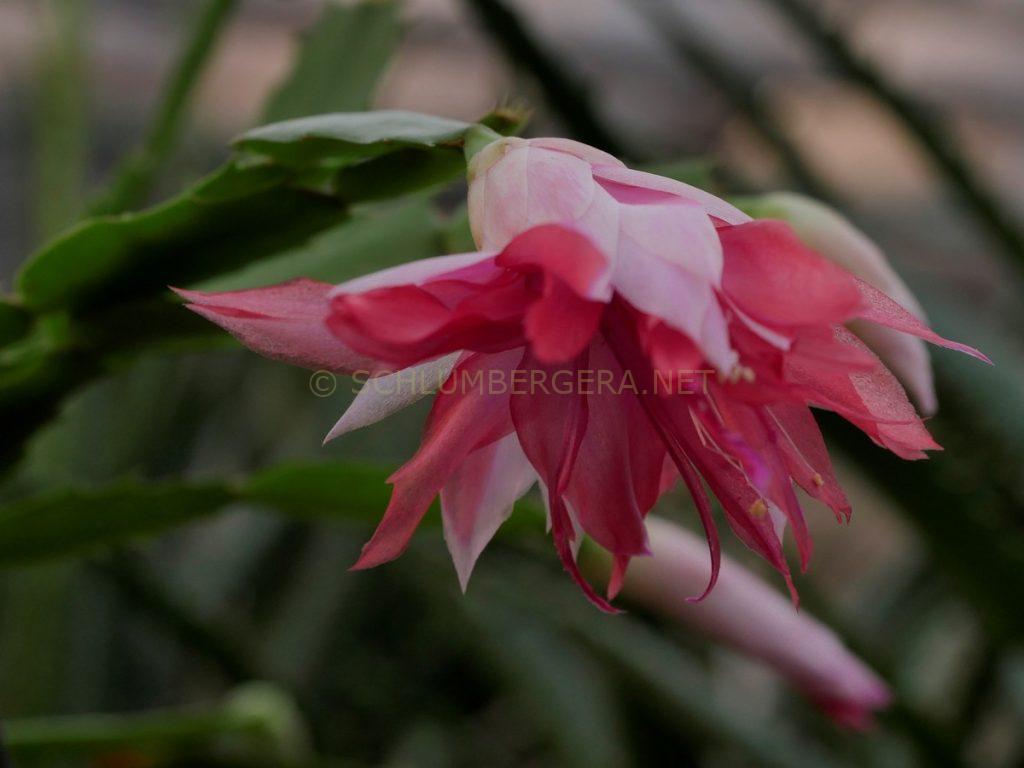 Schlumbergera 'Double Suprise'