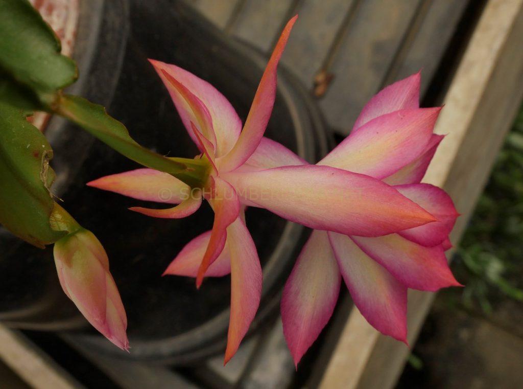 Schlumbergera 'New Horizon'