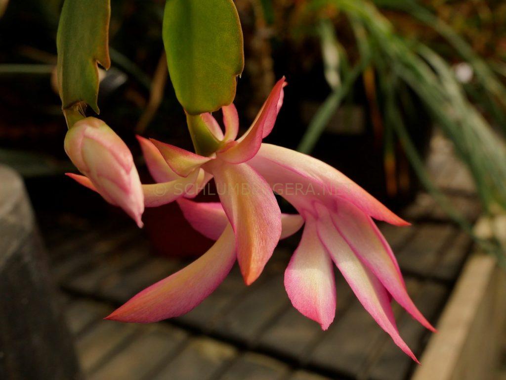 Schlumbergera 'New Horizon'