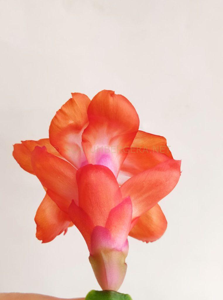 Schlumbergera 'Orange Noris'