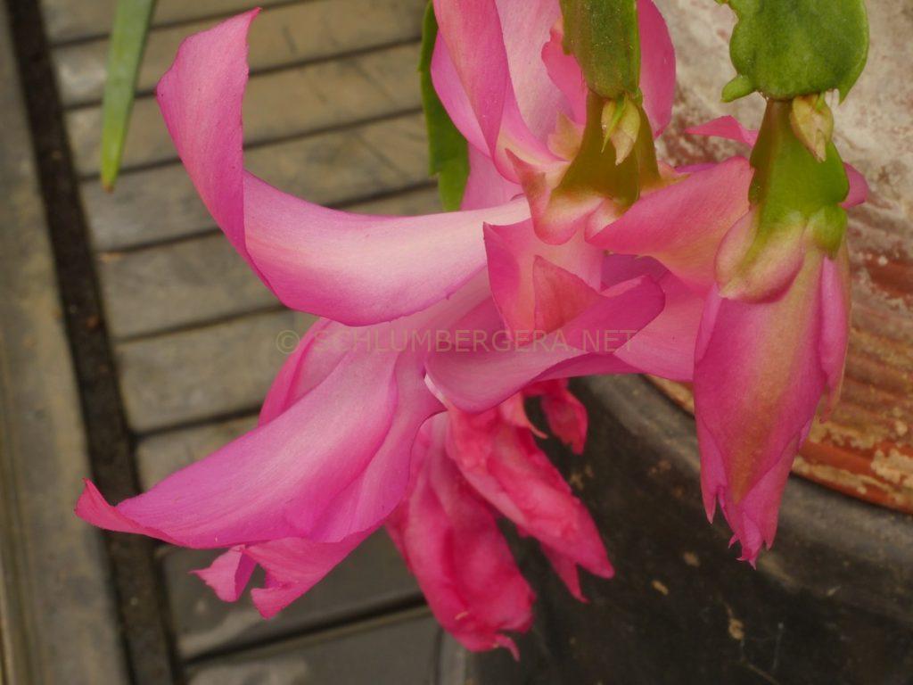 Schlumbergera 'Sea of Delight'