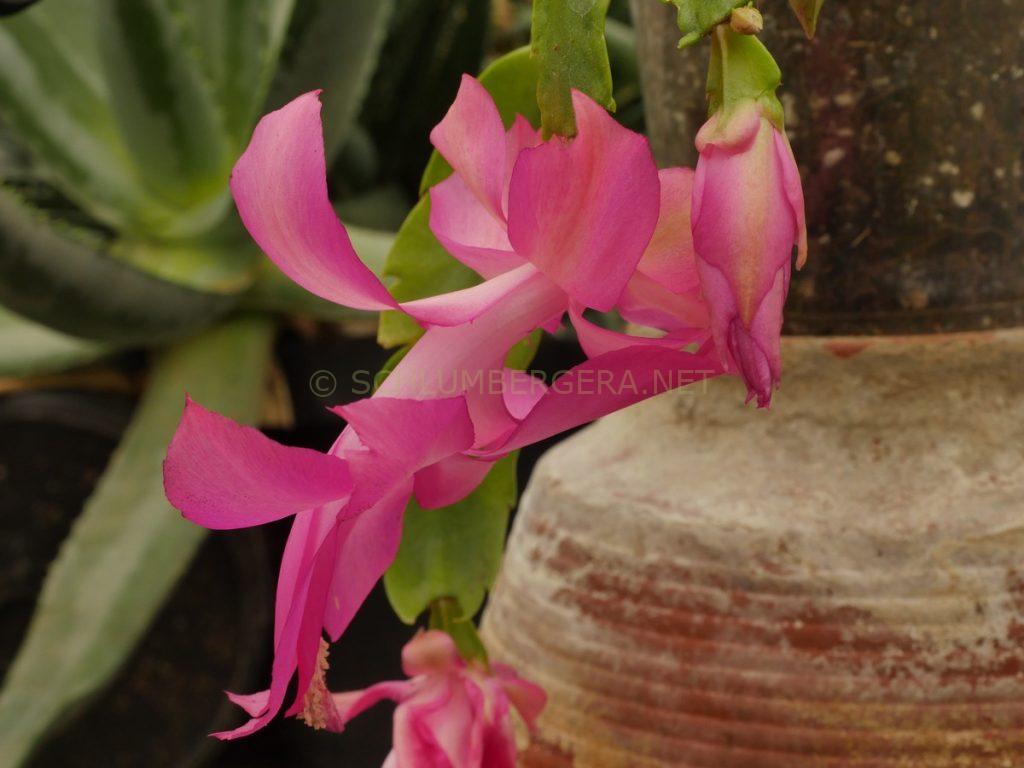 Schlumbergera 'Sea of Delight'