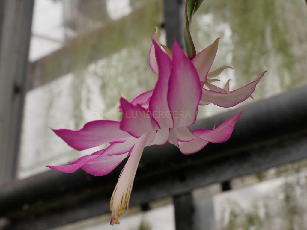 Schlumbergera 'Spring Breeze'