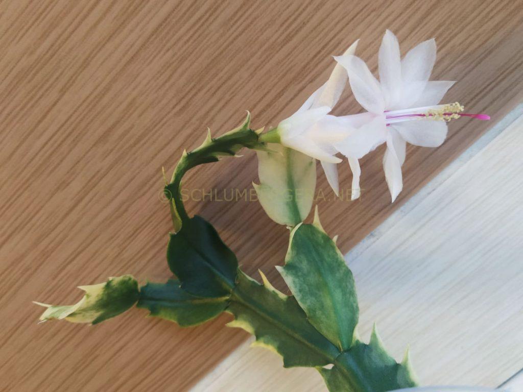 Schlumbergera 'White Bell Variegated'