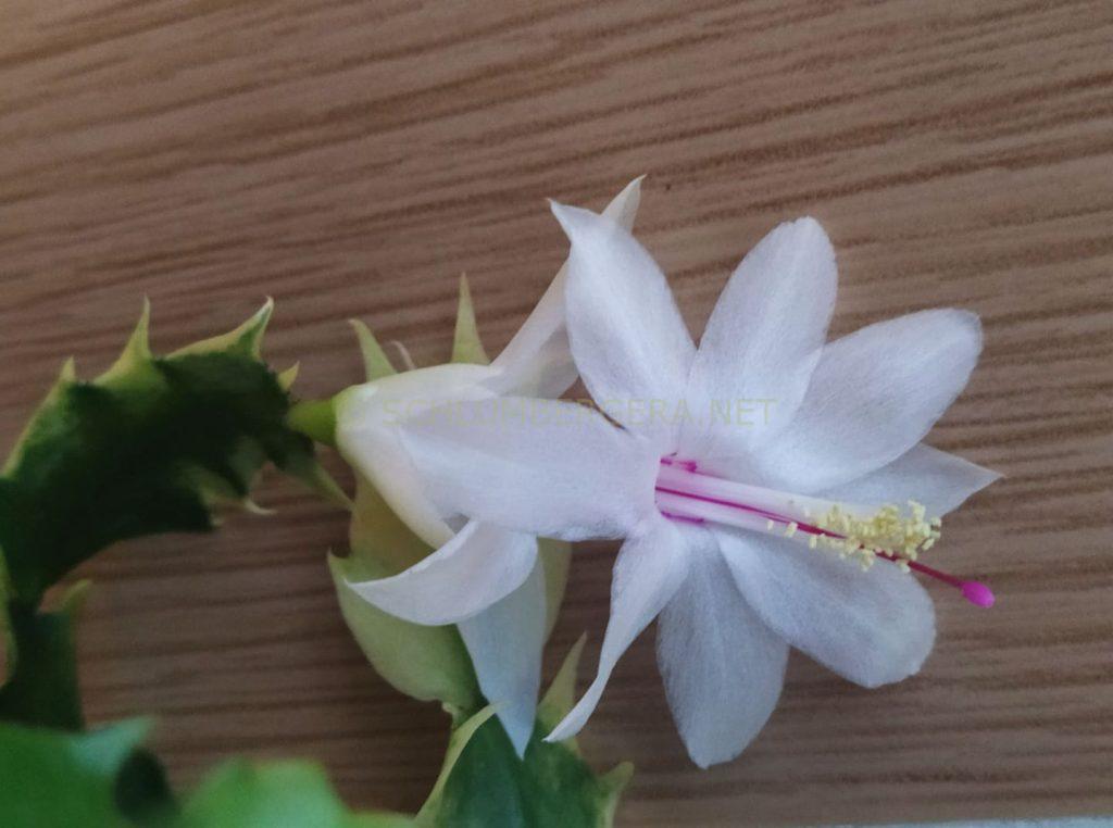Schlumbergera 'White Bell Variegated'