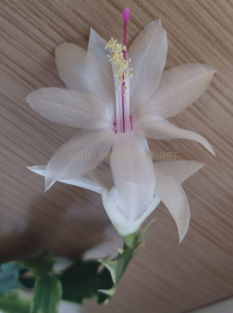 Schlumbergera 'White Bell Variegated'