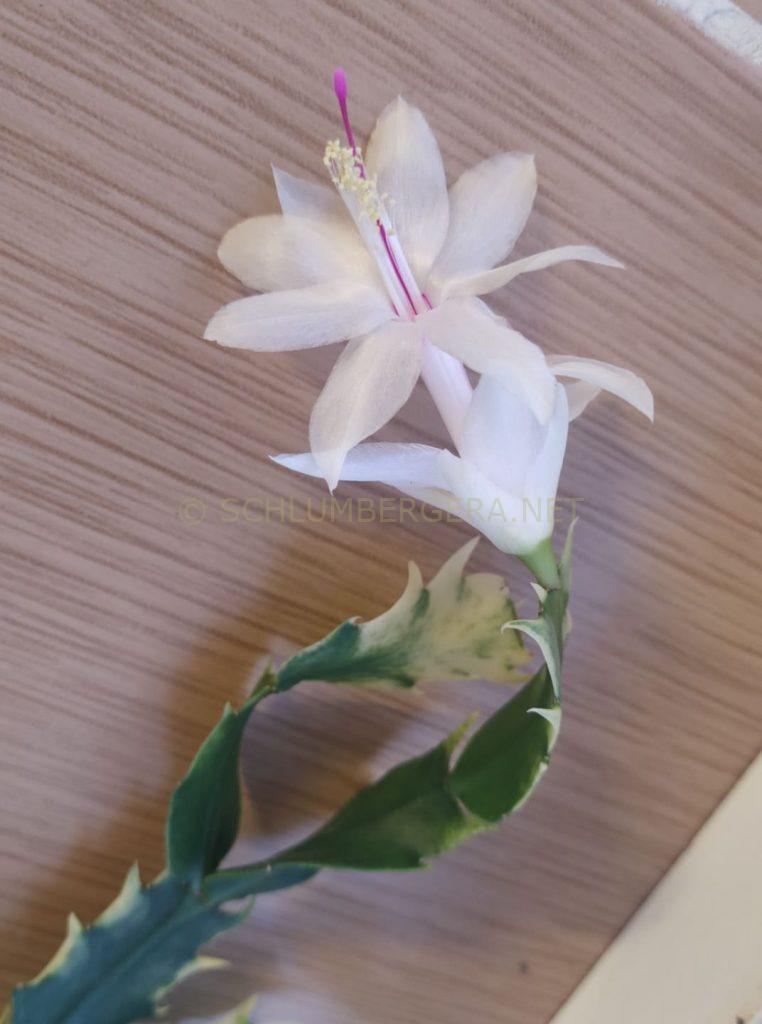 Schlumbergera 'White Bell Variegated'
