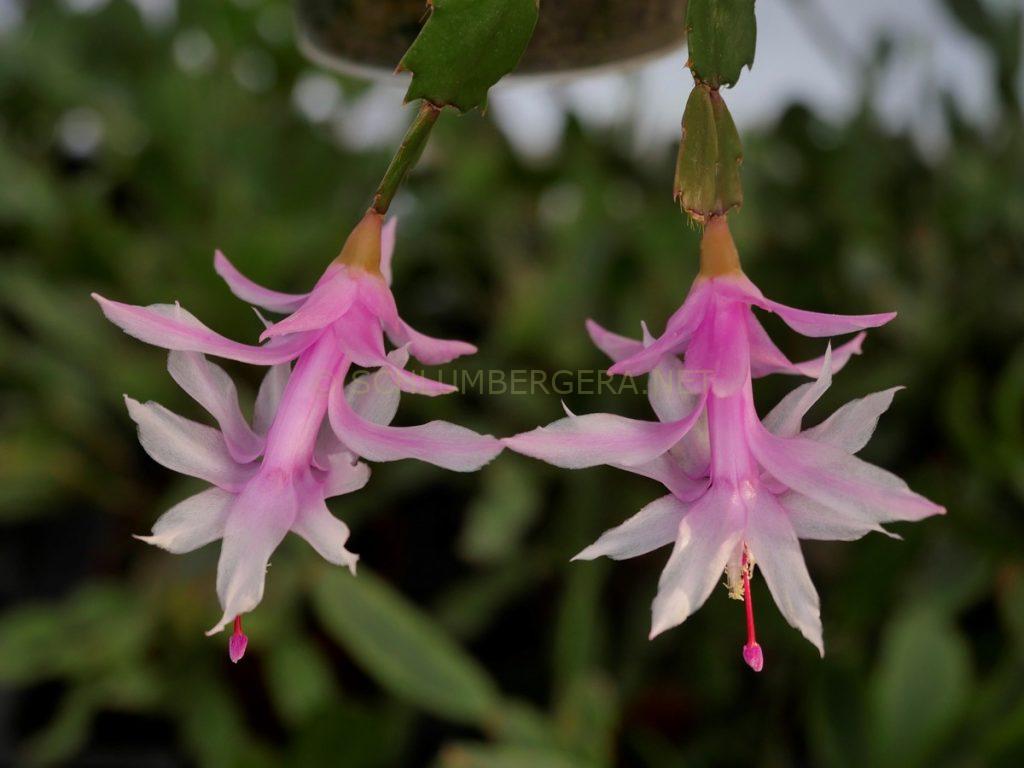 Schlumbergera 'Lee Gordon Goodfellow'