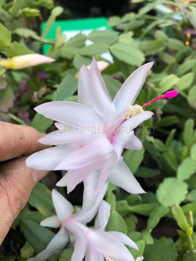 'Down Puff' Schlumbergera and Rhipsalidopsis