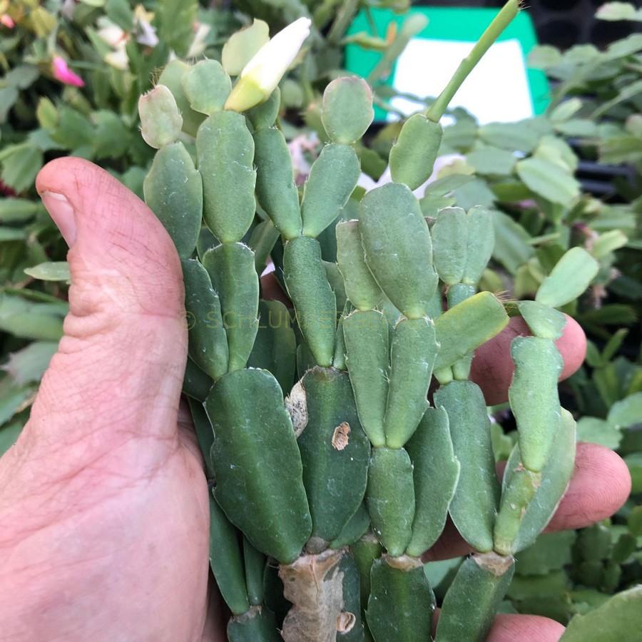 'Down Puff' Schlumbergera and Rhipsalidopsis