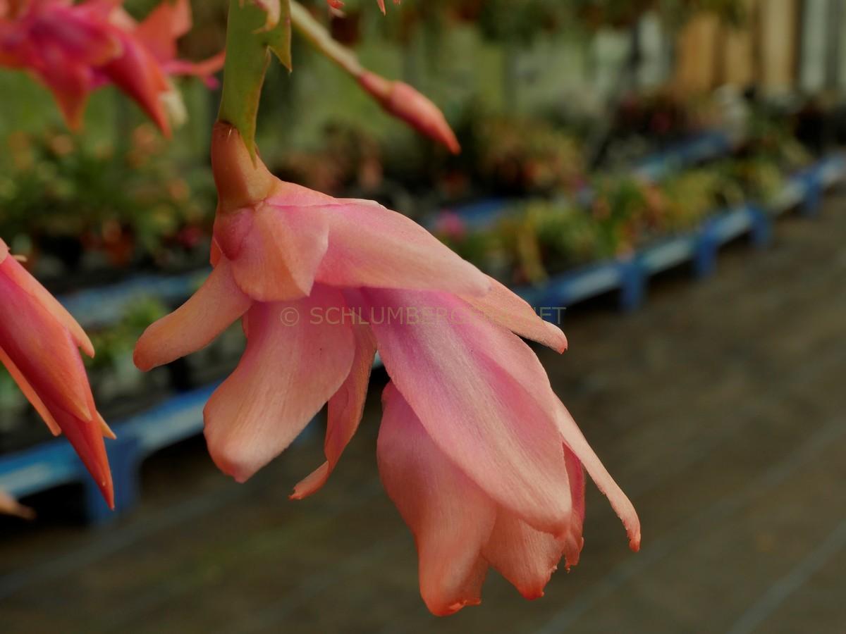 Schlumbergera 'Apricot Blush'