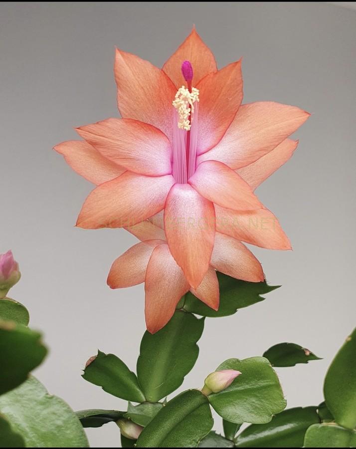 Schlumbergera 'St. Vincent'