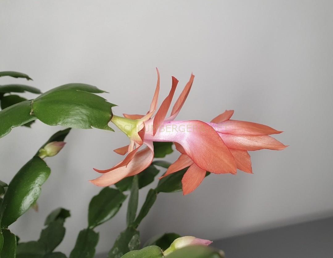 Schlumbergera 'St. Vincent'