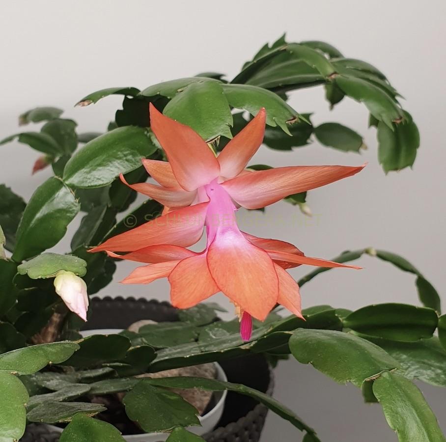 Schlumbergera 'St. Vincent'