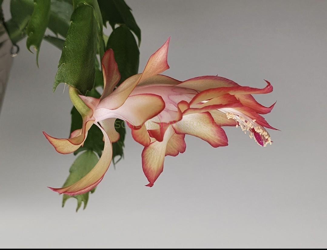 Schlumbergera 'Tango Queen'