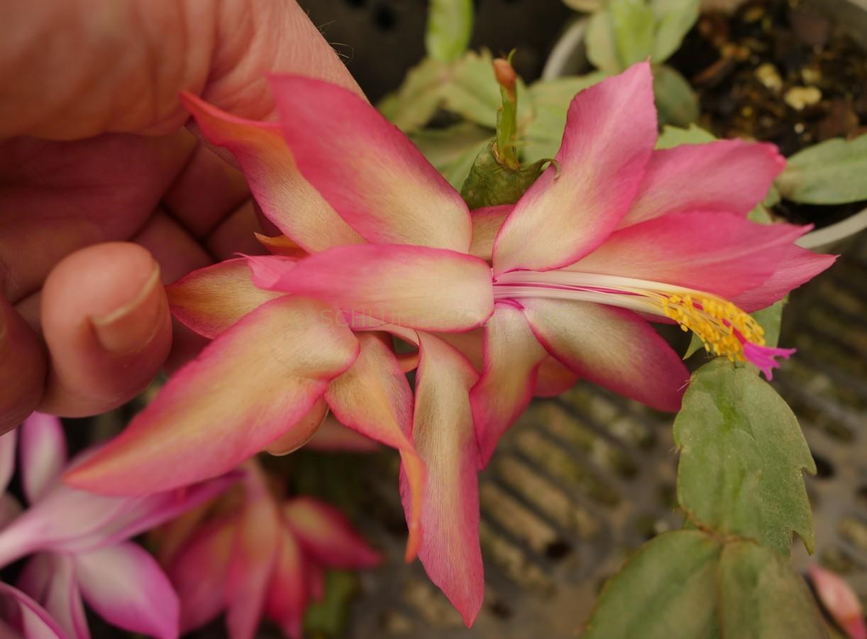 Schlumbergera 'Golden Crown'
