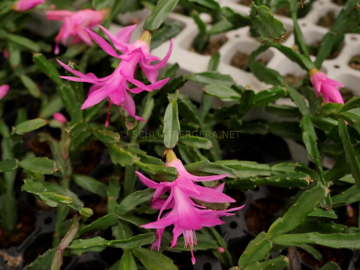 Schlumbergera 'Knuth'